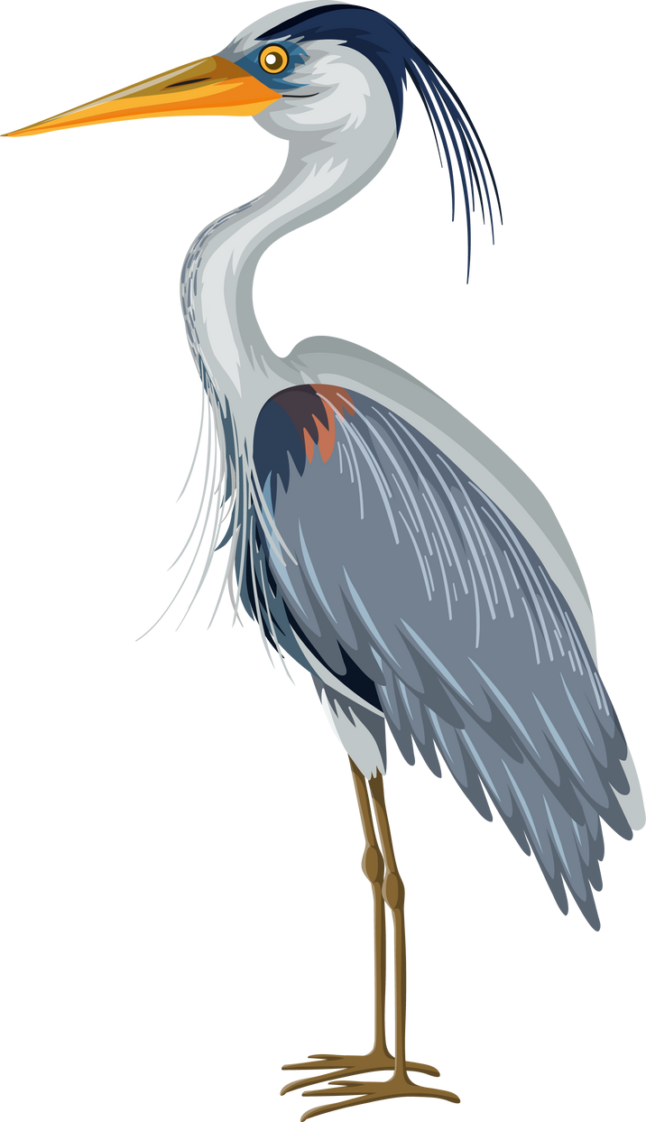 Great Blue Heron in cartoon style on white background